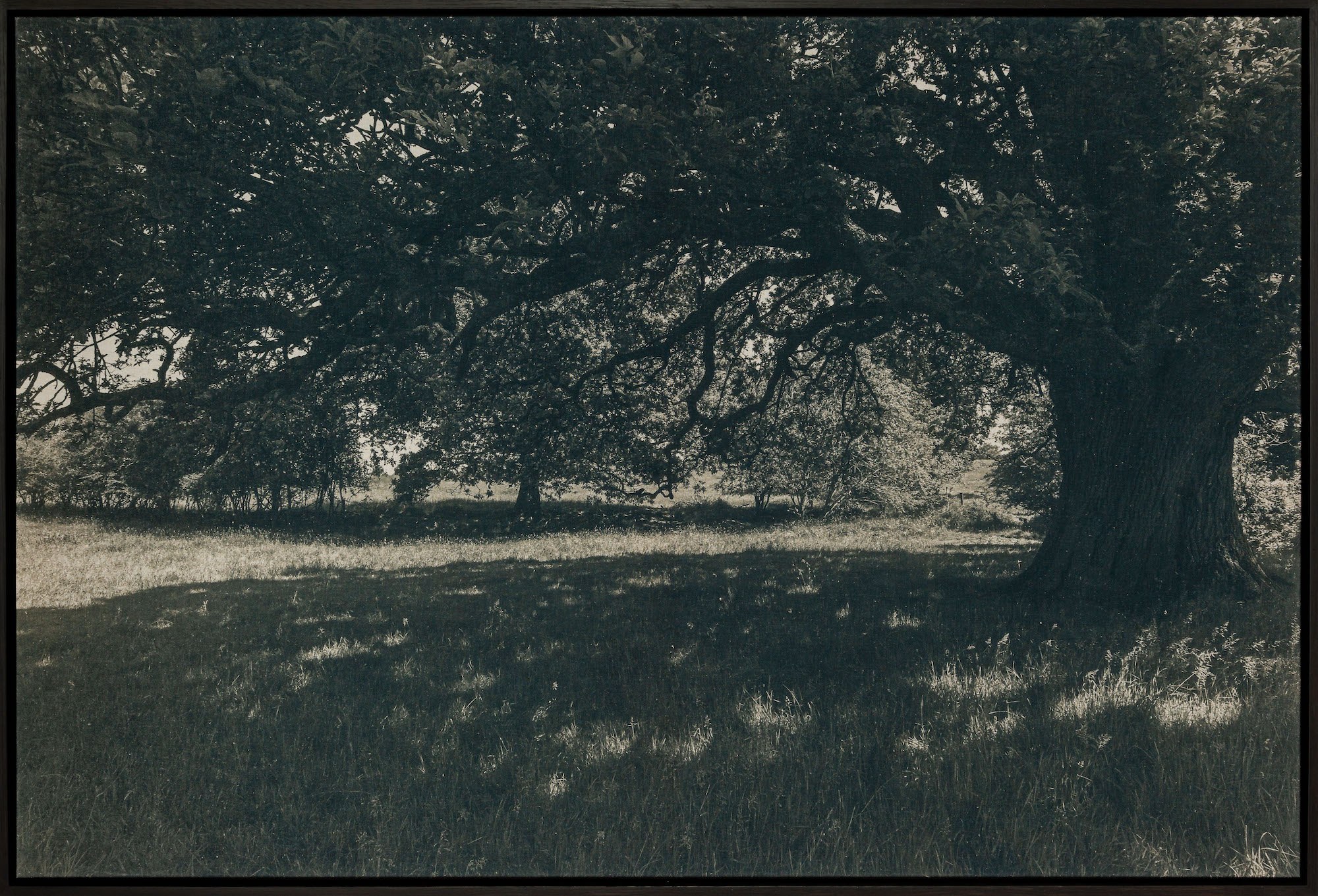 Elissa-Jane-Diver-Summer-Oak-2022-Cyanotype-on-linen-toned-with-nettles.jpg#asset:1677