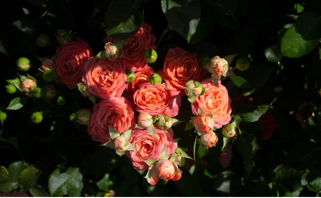 Vera-Hadzhiyska-roses.png#asset:1586