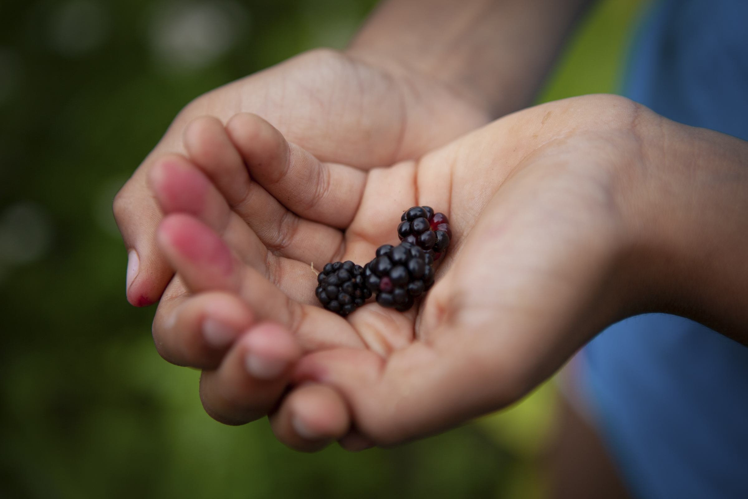 %C2%A9-Arpita-Shah-Evelyn-with-wild-berries-Falcon-Feilds-shot-for-The-Gaia-Foundations-We-Feed-The-UK-campaign.-Arts-Partner-Photo-Fringe.jpg#asset:1765