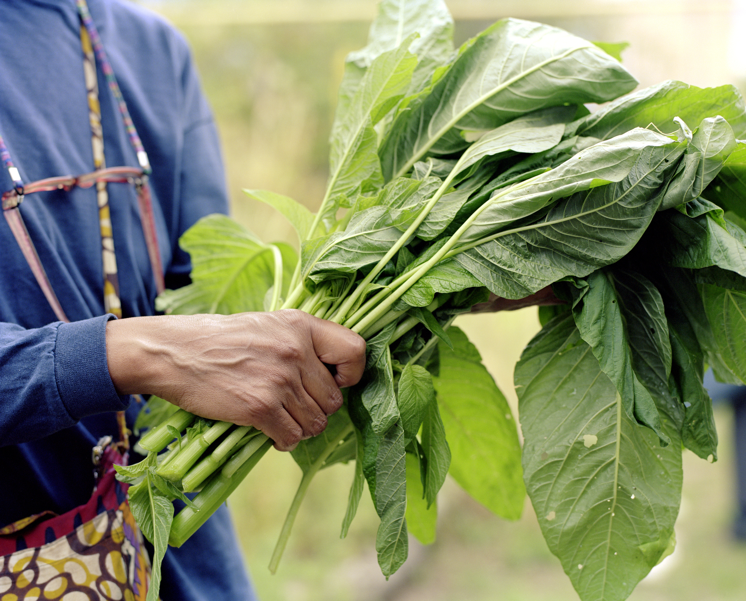 ©-Arpita-Shah-Soil-Sistar-holding-Callaloo-Falcon-Fields-shot-for-The-Gaia-Foundation_s-We-Feed-The-UK-campaign.-Arts-Partner-Photo-Fringe.jpg#asset:1743